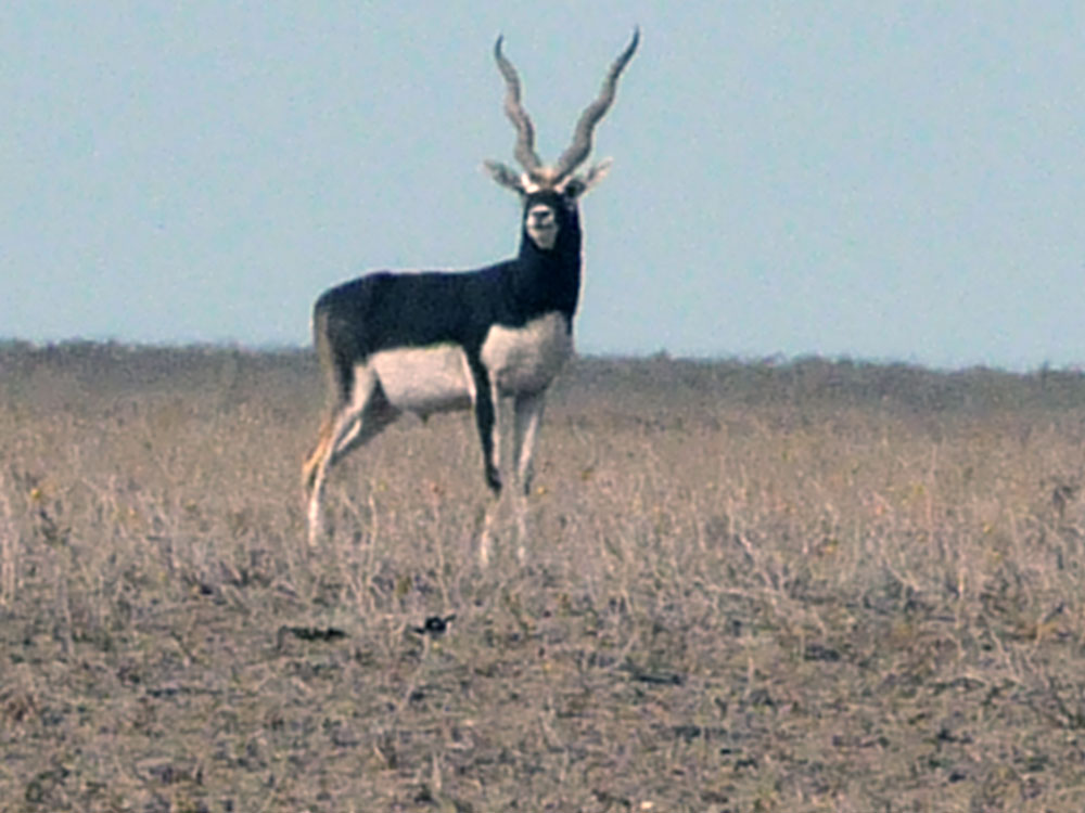 cacerias de antilope negro 